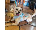 Adopt Hannah a Miniature Pinscher, Pomeranian