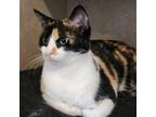 Adopt Regina a Domestic Short Hair