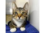 Adopt Ralph a Domestic Short Hair