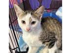 Adopt Olympic a Domestic Short Hair