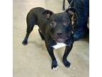 Adopt Papa a American Staffordshire Terrier