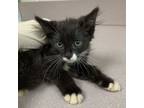 Adopt Gordon a Domestic Medium Hair