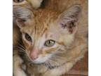 Adopt Eddie_1 a Domestic Short Hair