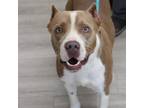 Adopt Mystery Man a Pit Bull Terrier