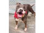 Adopt Oliver Jude a Pit Bull Terrier, American Staffordshire Terrier