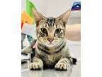 Adopt Peter a Domestic Short Hair