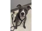 Adopt Bluey a Terrier, Mixed Breed