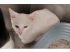 Adopt Mr. Boomtastic a Domestic Medium Hair