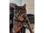 Adopt Hopper a Domestic Short Hair