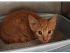 Adopt Tiger a Domestic Short Hair