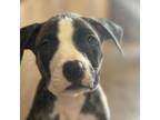 Adopt Domino a Terrier