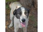Adopt Jambo a Anatolian Shepherd