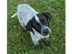 Adopt Clark a Australian Cattle Dog / Blue Heeler