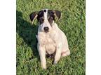 Adopt Cole a Australian Cattle Dog / Blue Heeler