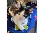 Adopt Flick a Domestic Short Hair