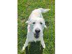 Adopt Einstein a Irish Wolfhound