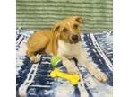 Adopt Corbin a Shepherd