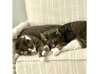 Adopt Salem Worley a Domestic Short Hair