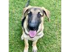 Adopt Brady a German Shepherd Dog