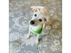 Adopt Mackerel a Labrador Retriever