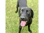 Adopt Kramer a Labrador Retriever
