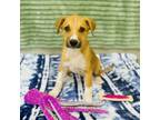 Adopt Harry a Shepherd