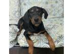 Adopt Percy a Doberman Pinscher