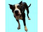 Adopt Doc a Pit Bull Terrier