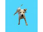 Adopt Arthur a Pit Bull Terrier, Husky