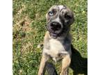 Adopt Killian a Husky, German Shepherd Dog