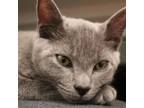 Adopt Ridge a Domestic Short Hair