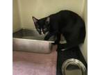 Adopt Phineas a Domestic Short Hair