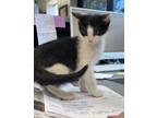 Adopt Buzz Lightyear a Domestic Short Hair