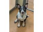 Adopt Henry a Australian Cattle Dog / Blue Heeler, Mixed Breed