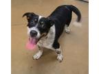 Adopt Moto Moto a Australian Cattle Dog / Blue Heeler, Mixed Breed