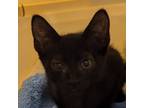 Adopt Venus a Domestic Short Hair