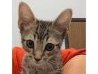 Adopt Mars a Domestic Short Hair