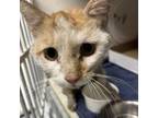 Adopt Titan a Domestic Short Hair