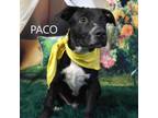 Adopt Paco a Pit Bull Terrier