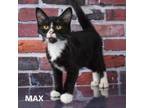 Adopt Max a Domestic Short Hair
