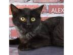 Adopt alex a Domestic Short Hair