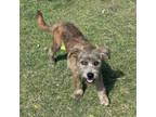 Adopt Cooper a Shih Tzu, Terrier