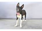 Adopt BRUNO a Bull Terrier, German Shepherd Dog