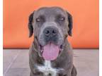 Adopt CHAMP a Cane Corso