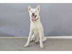 Adopt JIMINY a Siberian Husky