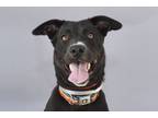 Adopt ROSCOE a Labrador Retriever, Pointer