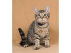 Adopt Mr. Baby a Domestic Short Hair