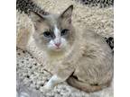 Adopt Reign a Siamese