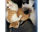 Adopt Lychee a Siamese, Domestic Short Hair