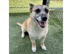 Adopt Andre a Cardigan Welsh Corgi